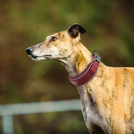 Personalized Reflective Mesh Dog Collar